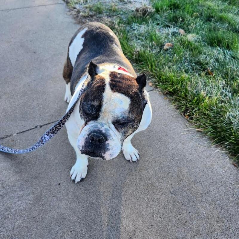 Picture of the Animal Listed